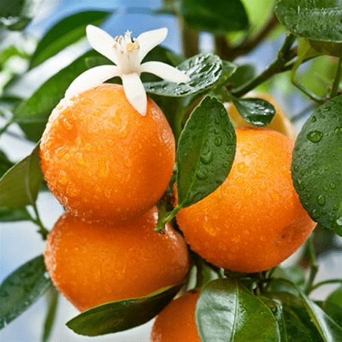 Πορτοκάλι Αιθέριο Έλαιο